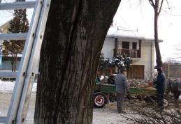 Municipalitatea a început tăierea arborilor crăpaţi de ger 