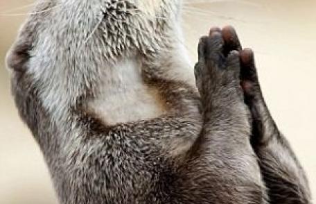Fotografia care a cucerit internetul: o vidră se roagă la Dumnezeu