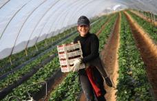 ANOFM: Locuri noi de muncă pentru stagiari în sere și ferme