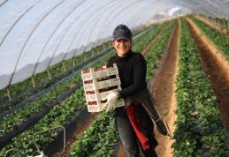 ANOFM: Locuri noi de muncă pentru stagiari în sere și ferme