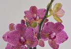 orhidee-mica