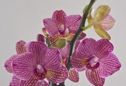 Orhideea, planta eleganței. Minighid de îngrijire