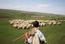 Bătaie între ciobani, pentru revendicarea unui imaş la Săveni