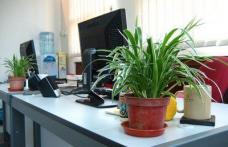 Plantele de birou apără sănătatea angajaților