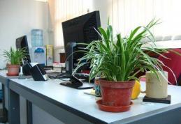 Plantele de birou apără sănătatea angajaților