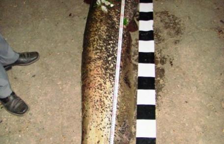 Somn de peste 40 kg pescuit din râul Prut în perioada de prohibiţie