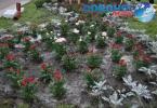 Actiune de plantare trandafiri in Dorohoi_04