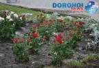 Actiune de plantare trandafiri in Dorohoi_05