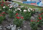 Actiune de plantare trandafiri in Dorohoi_06