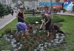 Actiune de plantare trandafiri in Dorohoi_12