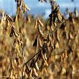 [VIDEO] La Corlăteni a fost descoperita o cultura ilegală cu soia modificată gene