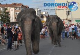 Dorohoi: Elefanţii Circului Gartner pe străzile orașului [FOTO]