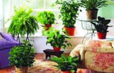 Unele plante de apartament pot aduce moartea