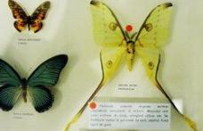 Muzeul de Ştiinţele Naturii Dorohoi găzduiește expoziţia „Formă şi diversitate în lumea fluturilor exotici”