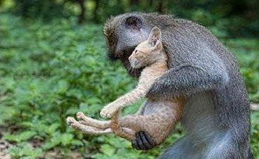 Lecţie dată de natură: O maimuţă din Bali a înduioşat o comunitate întreagă