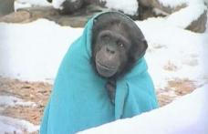 Un cimpanzeu friguros nu se mai desparte de pătură