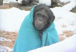 Un cimpanzeu friguros nu se mai desparte de pătură