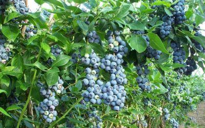 Grădina verde vă informează: Afinul de cultură sau afinul cu tufă înaltă