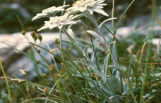 Grădina verde vă informează: Floarea de colț (Leontopodium alpinum Edelweis)