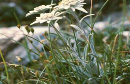 Grădina verde vă informează: Floarea de colț (Leontopodium alpinum Edelweis)
