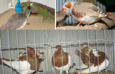 Expoziție cu păsări vii la Muzeul de Științele Naturii din Dorohoi