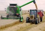 România importă acum grâu