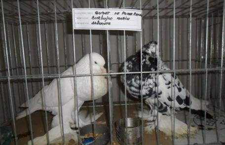 Muzeul de Științe ale Naturii Dorohoi: Expoziţia cu păsări vii își va închide astăzi porţile 