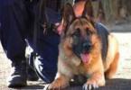 Autorul unui furt descoperit de câinele de urmă al Poliţiei de Frontieră