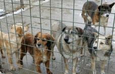 Propunere legislativă adoptată: Doar câinii bolnavi vor putea fi eutanasiați