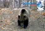 Ursi în padurea Dersca_Botosani