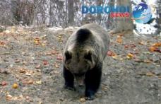 SENZAȚIONAL! Urme de urs găsite de pădurari în pădurile din zona Dersca