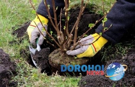 Ocolul Silvic Dorohoi organizează „Luna plantării arborilor”
