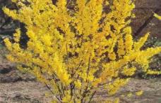 Grădina verde vă informează: Forsythia intermedia - Ploaie de aur
