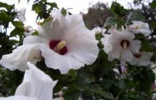 Grădina verde vă informează: Hibiscus syriacus, trandafirul sau zămoşiţa de Siria
