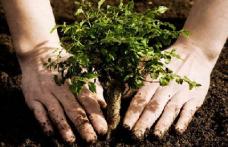 O nouă campanie de plantare de pomi va fi organizată la Dorohoi sub sloganul „Te iubesc Dorohoi”