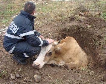 Vacă salvată dintr-o mlaştină de pompieri