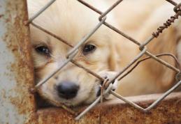 Noua Constituţie interzice relele tratamente aplicate animalelor, definite potrivit legii