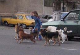 Dorohoienii trăiesc sub atacul câinilor comunitari