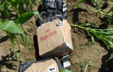 60.000 ţigarete de contrabanda, găsite de polițiștii de frontieră dărăbăneni ascunse într-un lan cu porumb