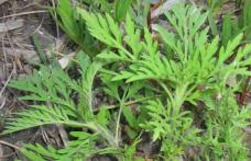 Atenţie la alergiile provocate de Ambrosia artemisiifolia