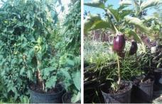 Grădina Verde vă informează: Cultivarea legumelor la ghiveci