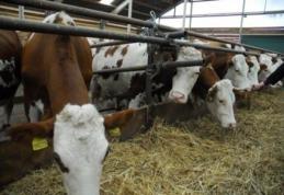 De astăzi, fermierii pot depune cererile pentru plata subvențiilor acordate crescătorilor de vaci