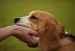 ANSVSA: Toți câinii cu stăpân trebuie identificați și înregistrați în termen de 60 de zile de la publicarea normelor