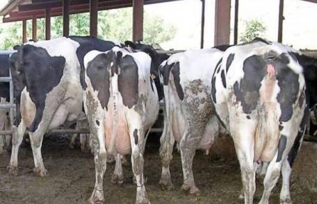 Pensionar nevoit să plătească CASS pentru vacile din gospodărie