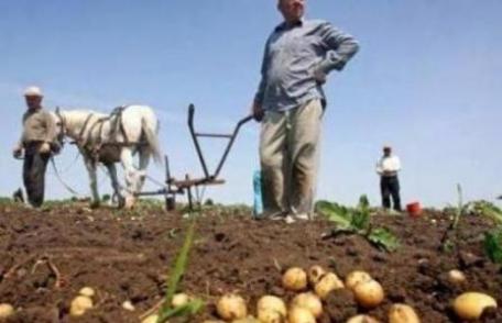 Producătorii de cartofi afectați de dăunători vor primi ajutor de stat
