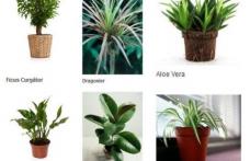 Plante de apartament care purifică aerul