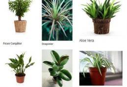 Plante de apartament care purifică aerul
