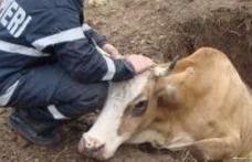 Intervenție dificilă a pompierilor dorohoieni la Suharău: Au salvat o bovină căzută într-un beci
