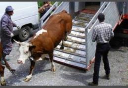 Două autoutilitare care transportau ilegal bovine depistate de polițiștii botoșăneni