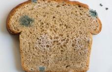 Atenție la pâinea mucegăită. Poţi să te îmbolnăveşti de Salmonella